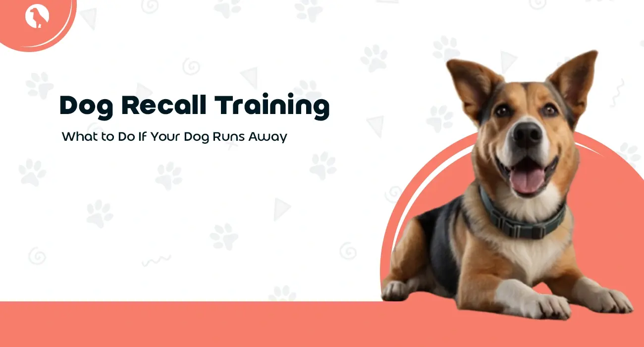 Dog Recall Training: What to Do If Your Dog Runs Away