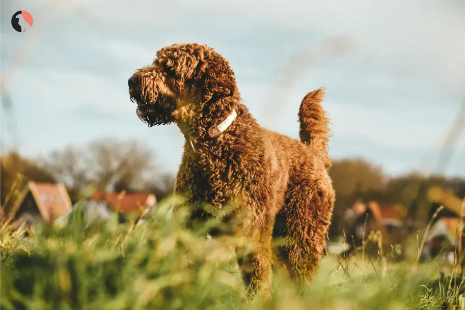 Explore the Irish Doodle’s size, price, and care in this ultimate guide with pros and cons.