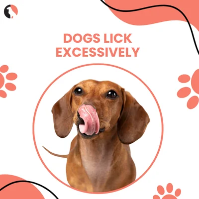 12 Reasons Dogs Lick Excessively thumbnail