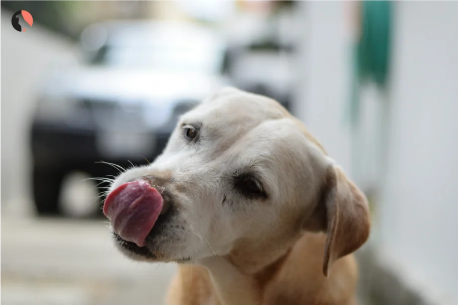 12-Reasons-Dogs-Lick-Excessively(Exploring-the-Surroundings)