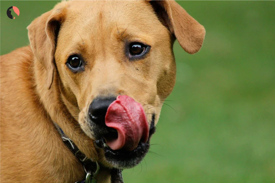 12-Reasons-Dogs-Lick-Excessively(at-start)
