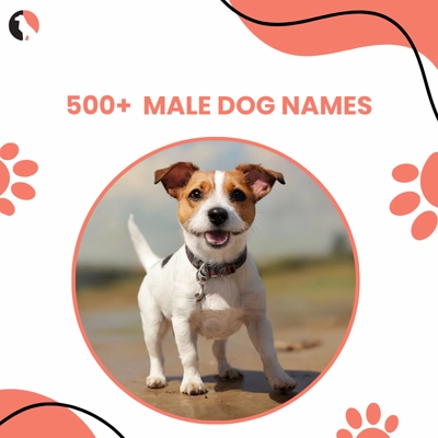 Best Boy Dog Names: Cool, Unique and Popular Male Pup Names