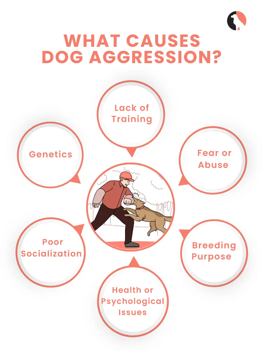 Aggressive Dog Breeds (Understanding Aggressive Dog Breeds)