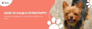 Calm a Hyper Puppy 5 Proven Techniques Dog Owner Should Try