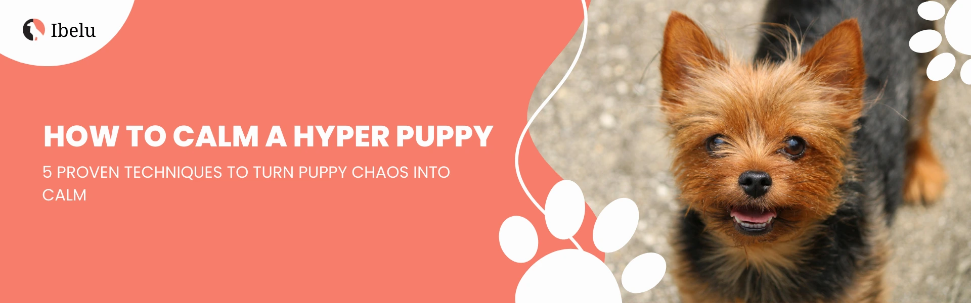 Calm a Hyper Puppy 5 Proven Techniques Dog Owner Should Try