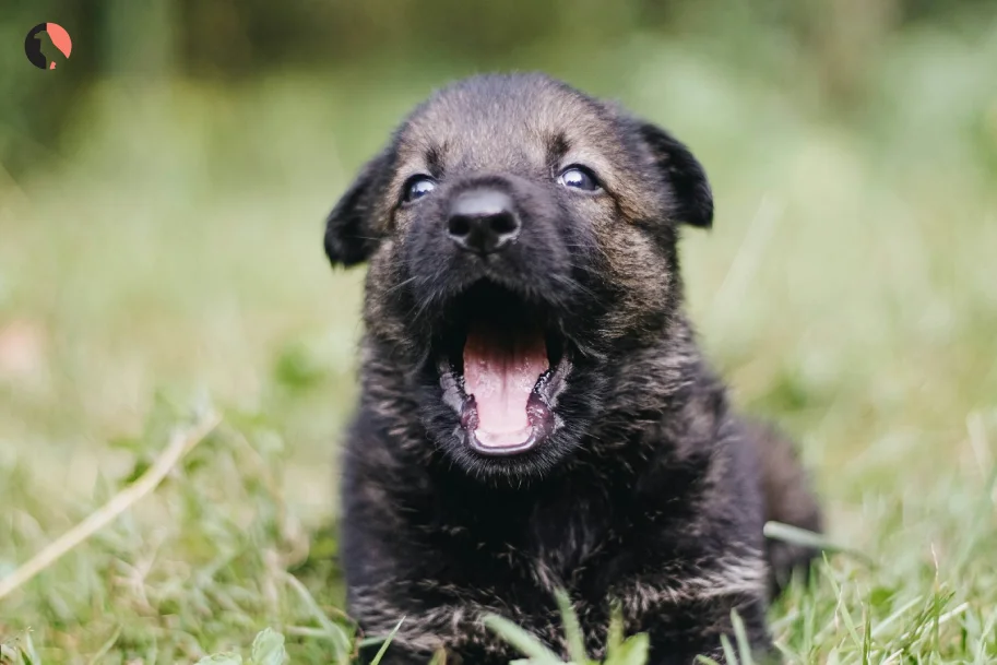 Calm a Hyper Puppy 5 Proven Techniques Every Dog Owner Should Try