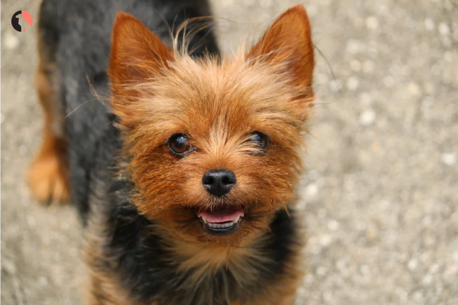 Calm a Hyper Puppy Proven Techniques Every Dog Owner Should Try