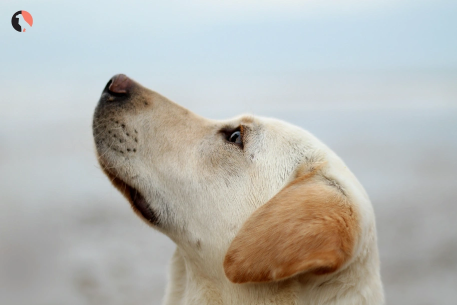 Can-My-Pet-Be-an-Emotional-Support-Animal-(in-start-of-the-blog)