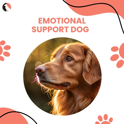 Can My Pet Be an Emotional Support Animal thumbnail