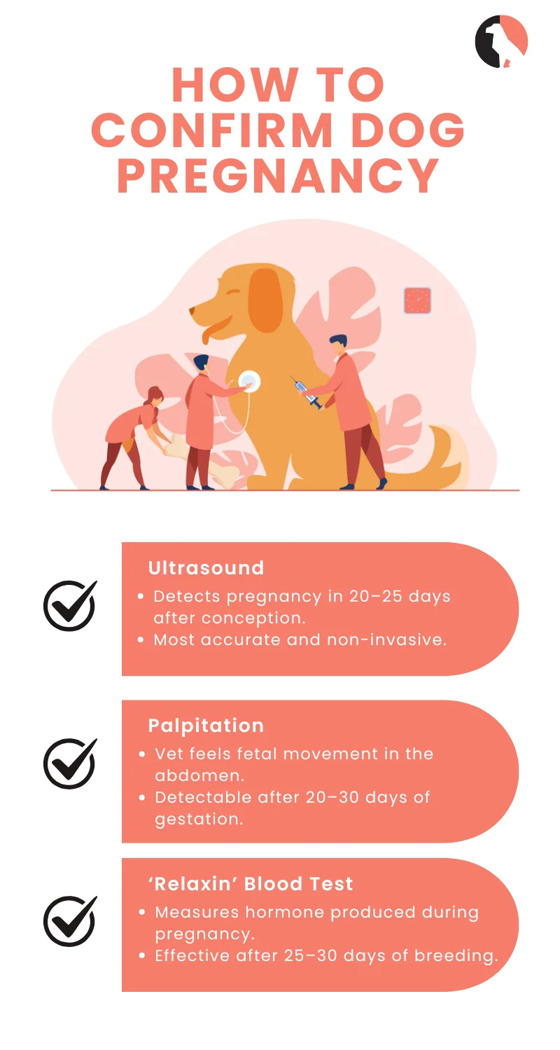 Dog Pregnancy(Pregnancy Test for Dogs to Confirm It) infographic