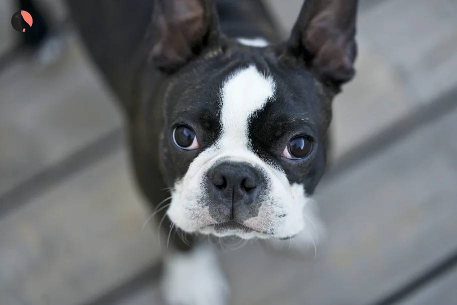 Explore-the-Boston-Terrier-Genuine-Tips-from-Today-Owners(main-image)