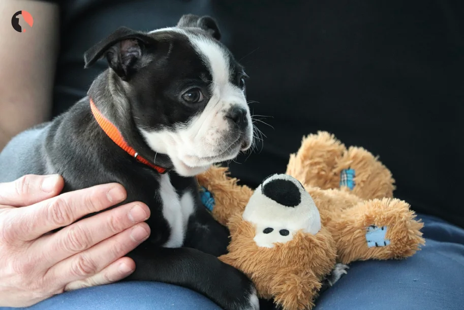 Explore-the-Boston-Terrier-Genuine-Tips-from-Today_s-Owners