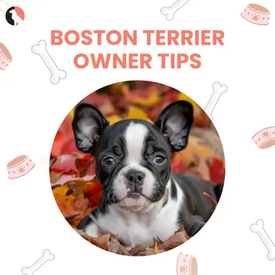 Explore the Boston Terrier Genuine Tips from Today's Owners