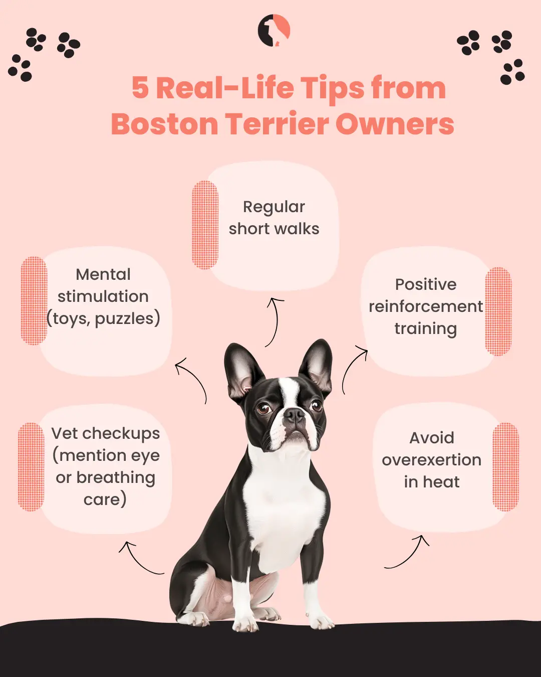 Explore the Boston Terrier Genuine Tips from Today's Owners(Tips from Today's Owners)