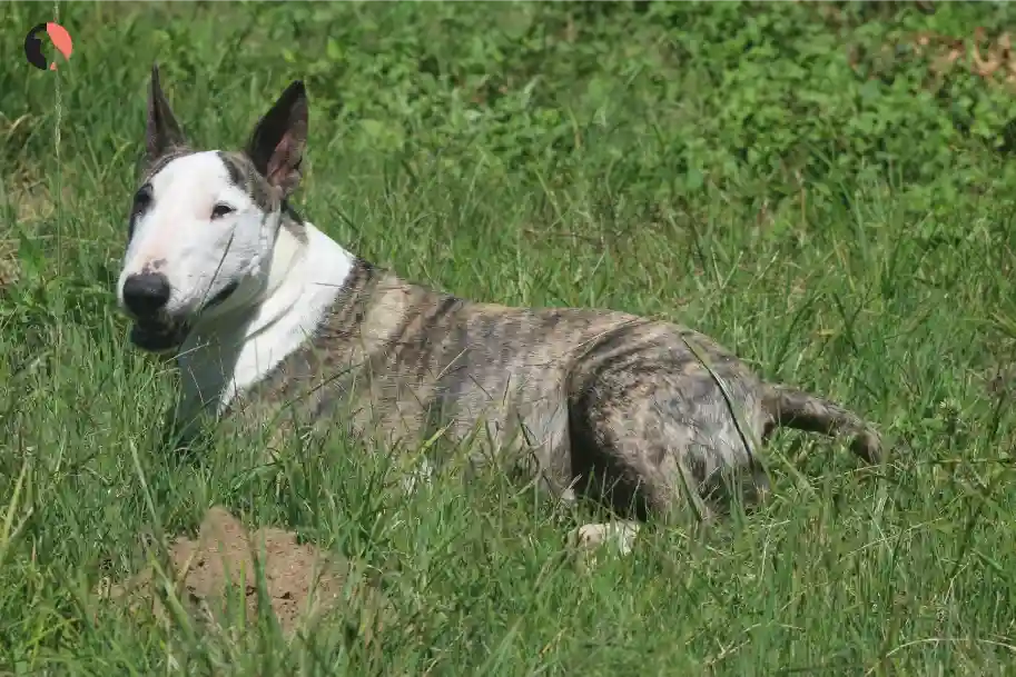 Explore the Bull Terrier Genuine Tips from Trusted Owners