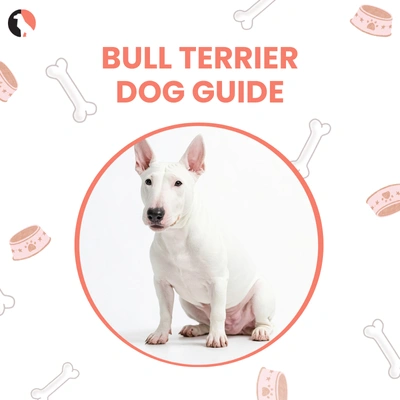 Explore the Bull Terrier Genuine Tips from Trusted Owners thumbnail