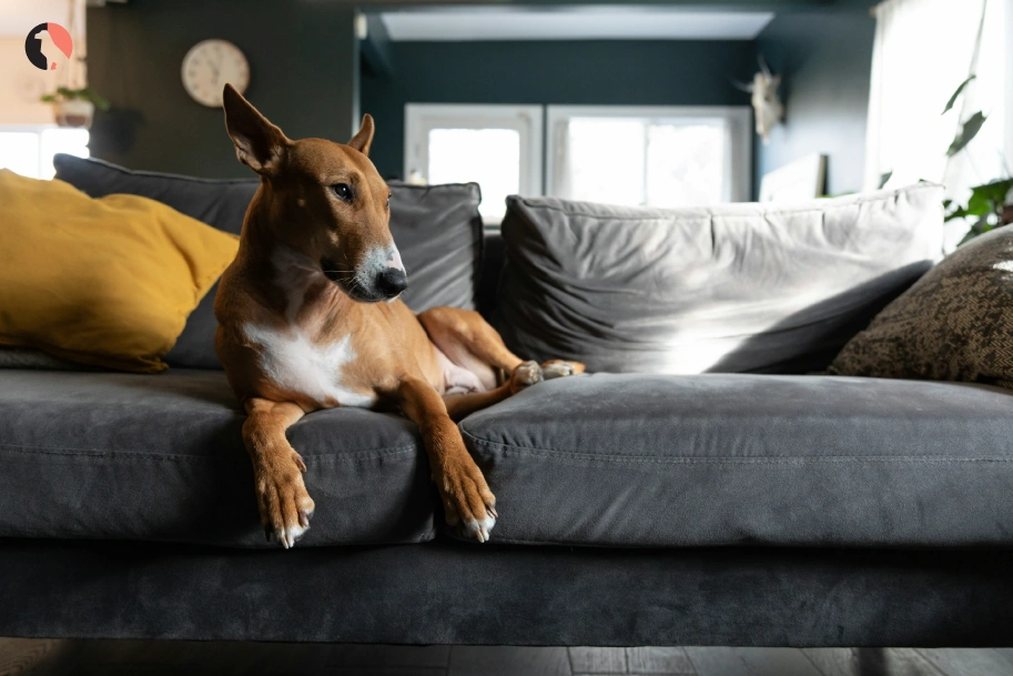 Explore-the-Bull-Terrier-Genuine-Tips-from-Trusted-Owners