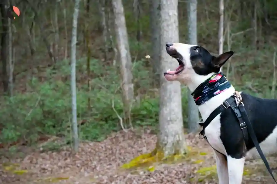 Explore the Bull Terrier Genuine Tips