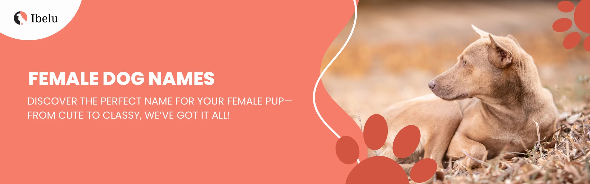 Female Dog Names banner