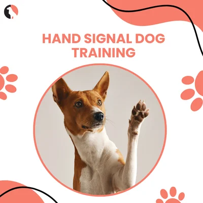 Hand Signal Dog Training thumbnail