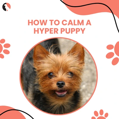 How to Calm a Hyper Puppy
