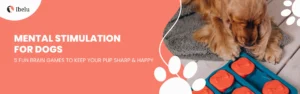 Blog 29 Mental Stimulation for Dogs 5 Creative Ways to Engage Your Pup’s Mind