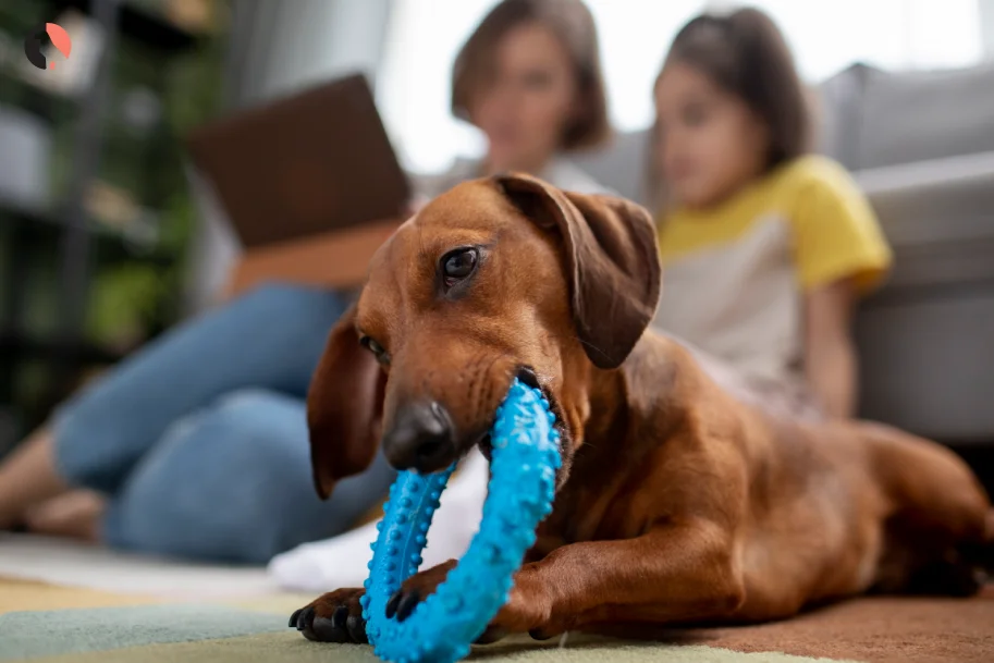 Mental Stimulation for Dogs 5 Unique Ways to Engage Your Pup’s Mind