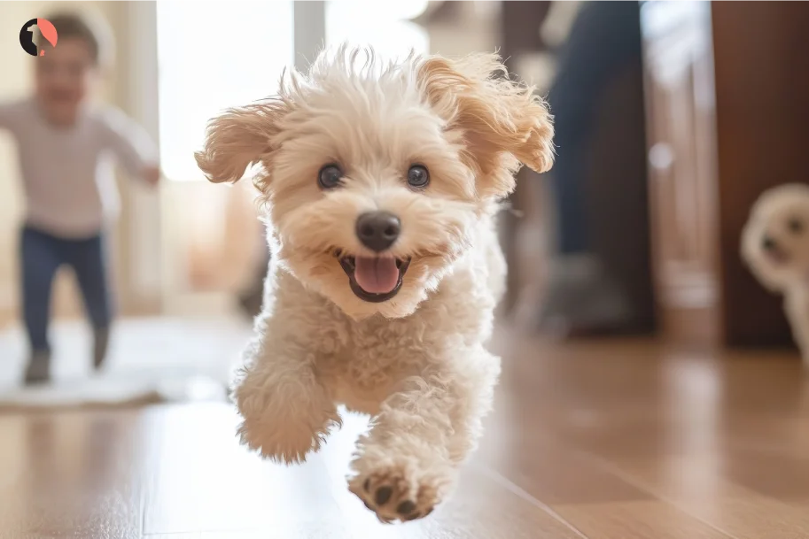 Mental Stimulation for Dogs