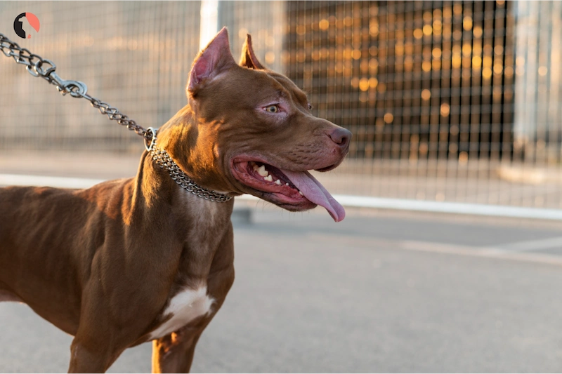 Police Style Dog Training Lead 1
