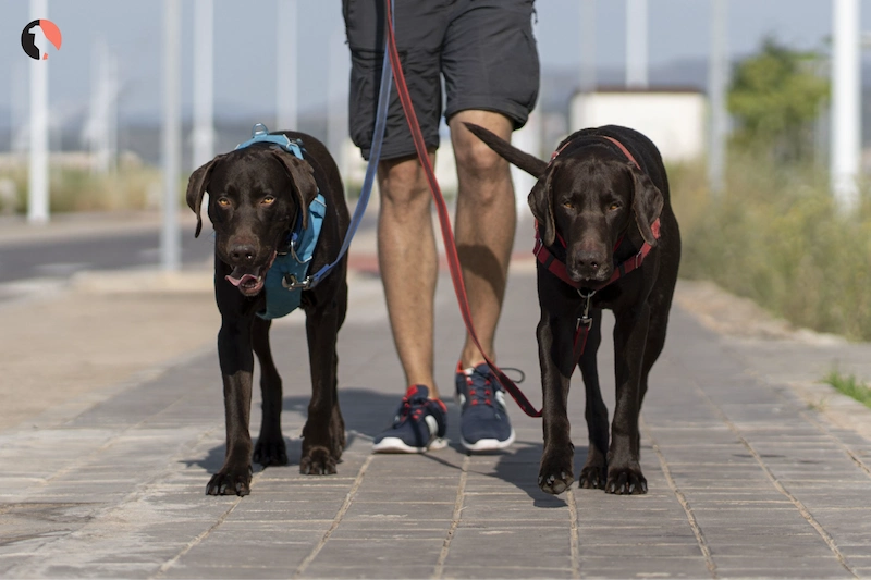 Police Style Dog Training Lead 2