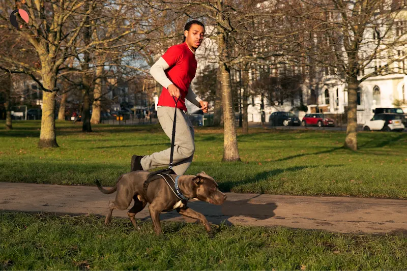 Police Style Dog Training Lead 3