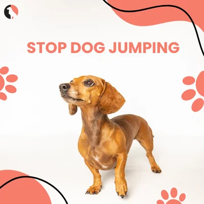 STOP DOG JUMPING