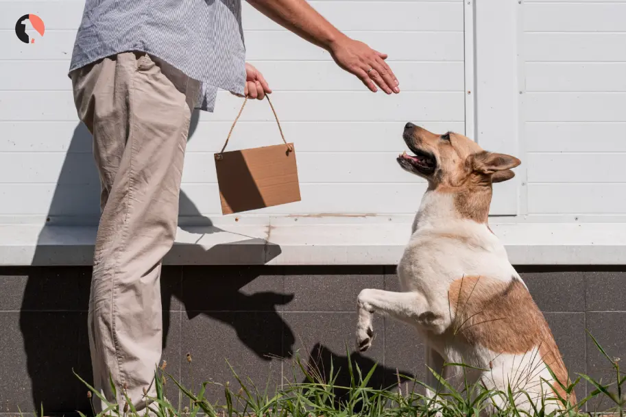 Stop Dog Jumping Training Tips for Better Greeting Behavior