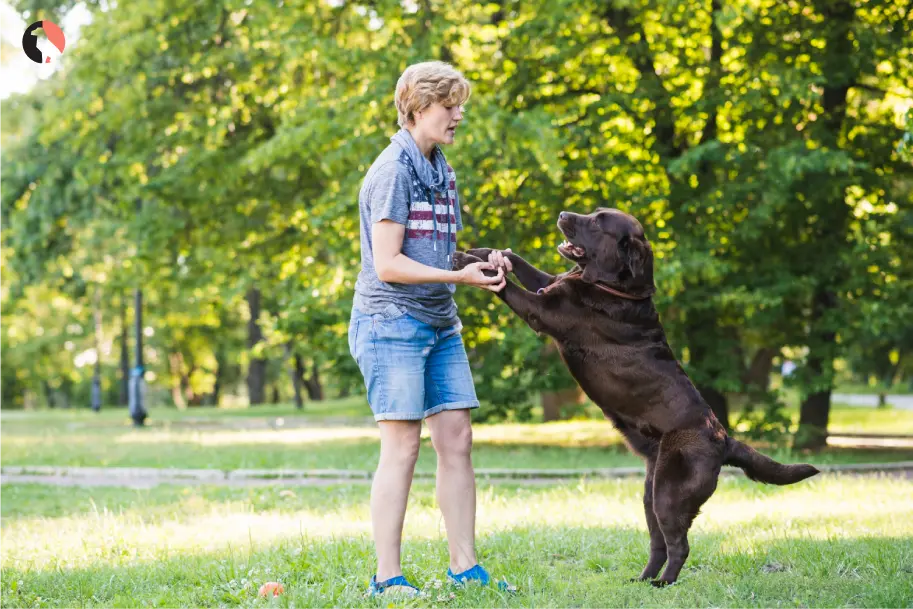 Stop Dog Jumping Training Tips for Better Greeting