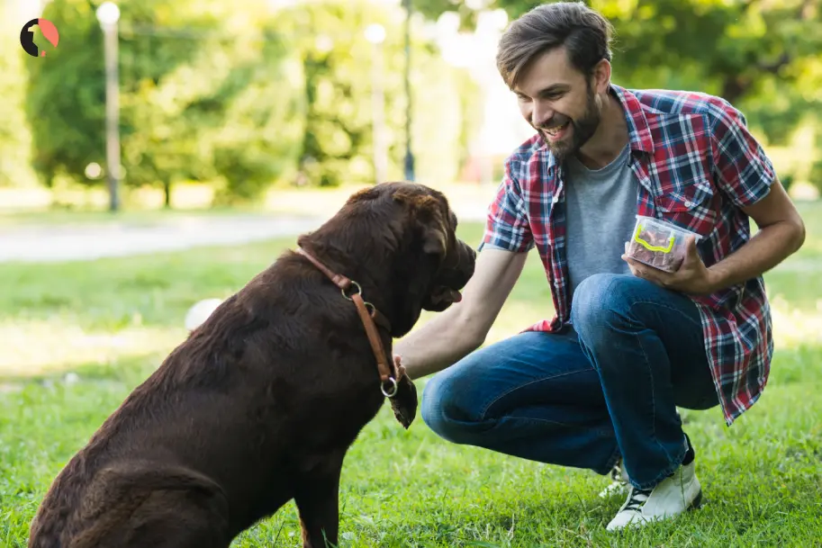 Stop Dog Jumping Training Tips for Greeting Behavior