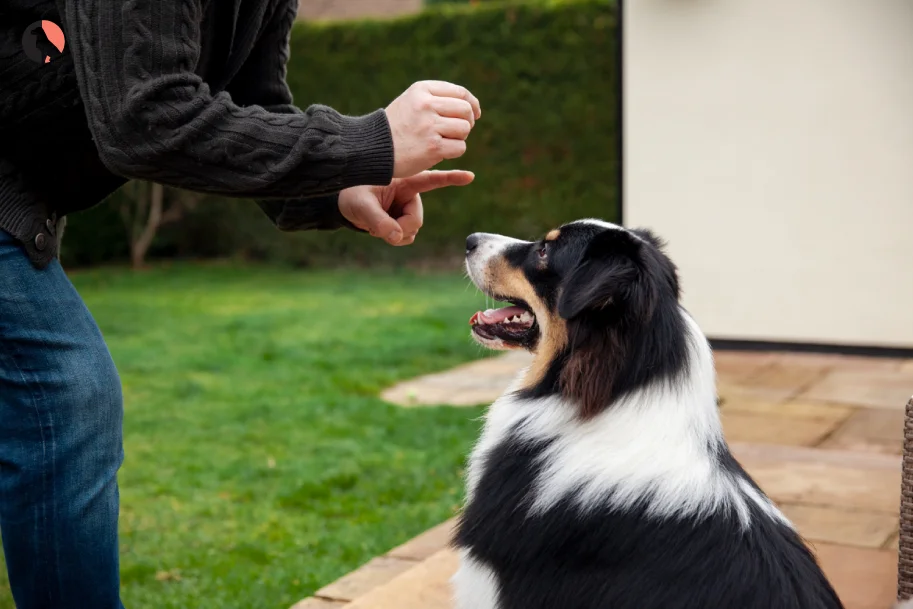 The Ultimate Hand Signal Dog Training Guide