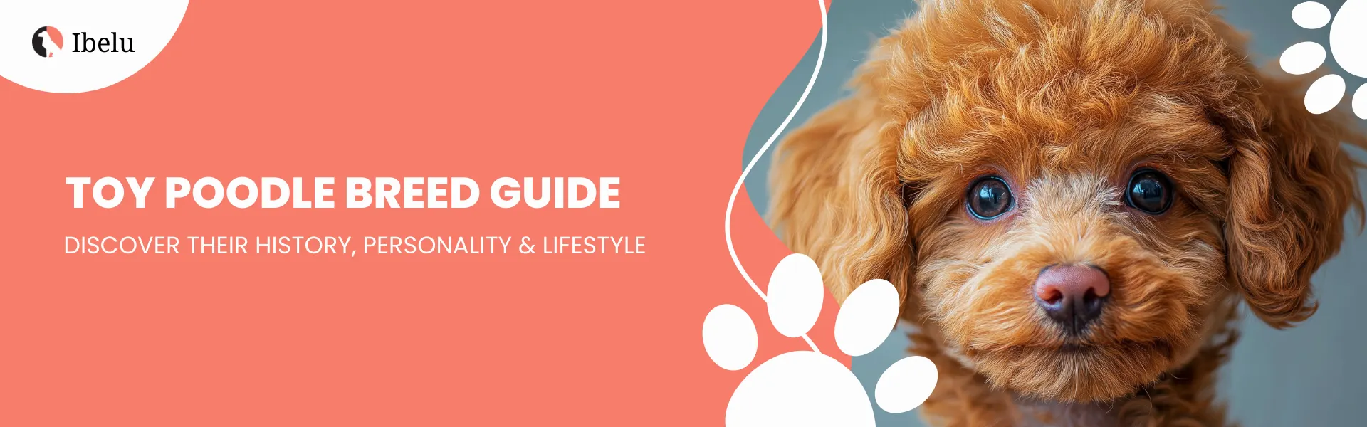 Toy Poodle Breed Guide banner (1)