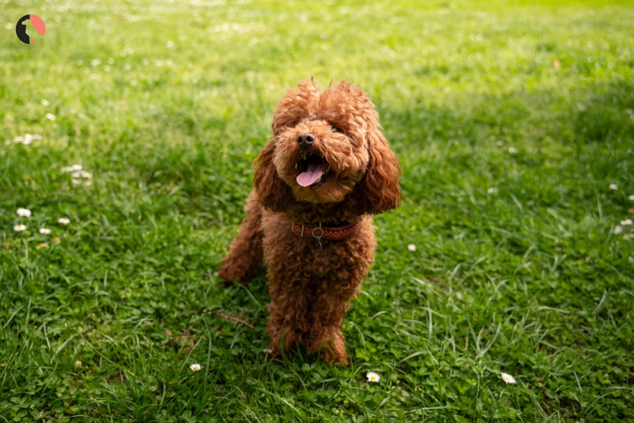 Toy-Poodle--Dog-Breed-Guide-(History-of-the-Toy-Poodle)
