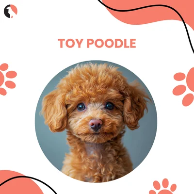 Toy Poodle Dog Breed Guide thumbnail