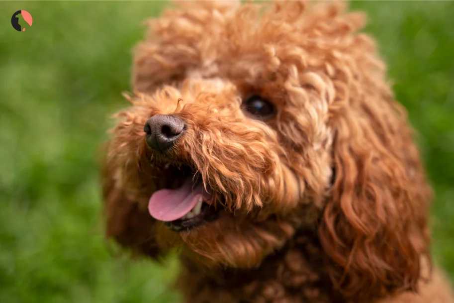 Toy-Poodle-Dog-Breed-Guide(place-at-start-of-the-blog-)