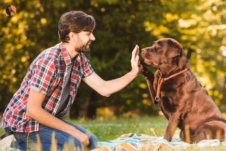 Ultimate Hand Signal Dog Training Guide