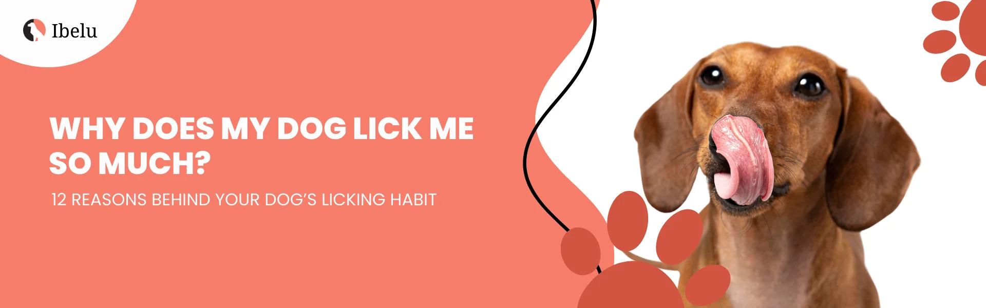 Why Does My Dog Lick Me So Much_ banner