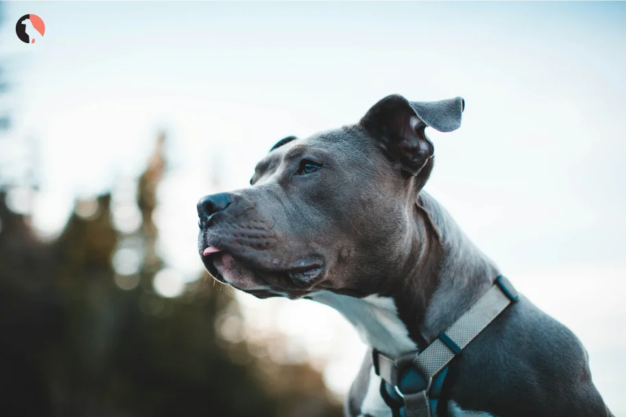aggresive-dog-breeds-(-Pit-Bull-Terriers)