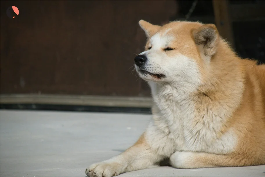 aggresive-dog-breeds-(-akita)