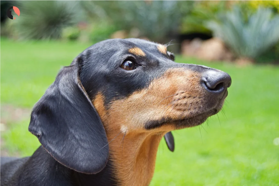 aggresive-dog-breeds-(dachshunds-)