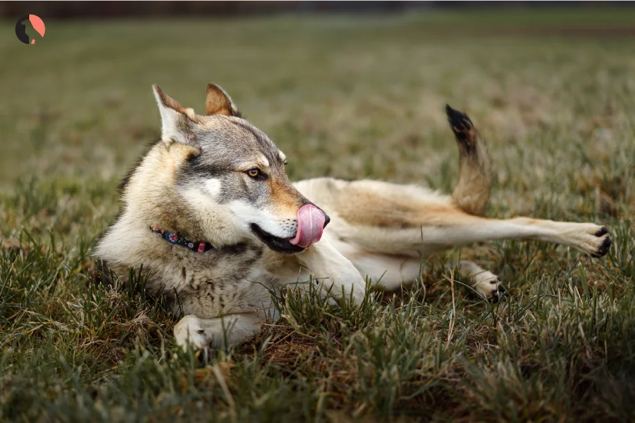 aggresive-dog-breeds-(-wolf-hybrid)