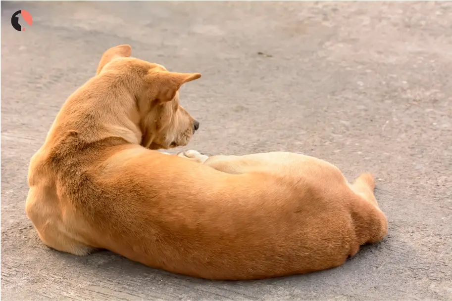 dog-pregnancy-2