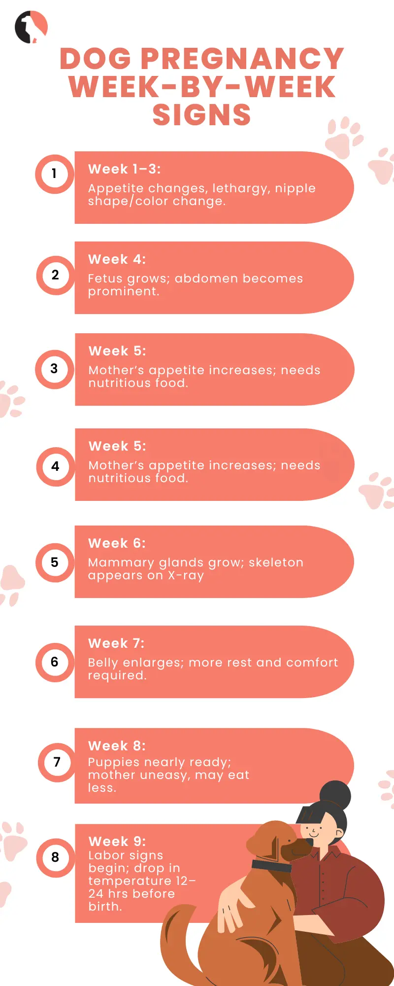 dog pregnancy (Dog Pregnancy Week-by-Week Signs) infographic