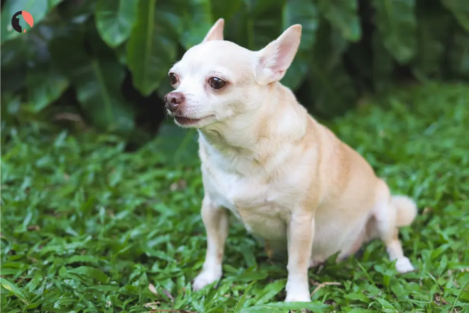 dog-pregnancy-(The-Pregnant-Chihuahua)