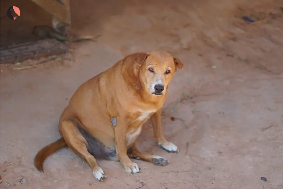 dog-pregnancy-(place-at-start)